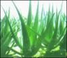 https://jp.tradekey.com/product_view/Aloe-Vera-Extract-1538.html