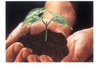 Organic Fertilizer