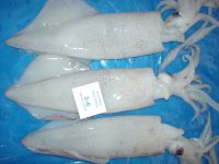 SQUID WHOLE ROUND