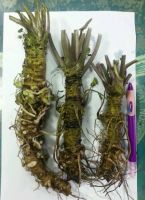 Fresh wasabi roots