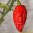 bhut jolokia