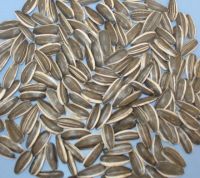 sunflower seeds