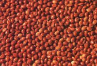 grains beans