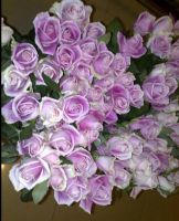 supply fresh cut flowers---rose