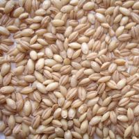 Pearl-Barley (Barley)