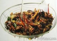 Edible insect