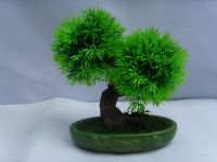 https://fr.tradekey.com/product_view/Bonsai2-656546.html