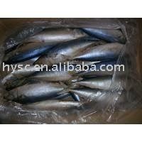Frozen Horse Mackerel