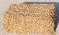Wheat Hay
