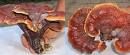 Ganoderma Lucidum Extract / Cordyceps Sinensis Extract