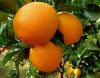 fresh navel orange from China