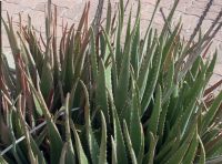 aloe vera