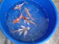 KOI CARP, TROPICAL FISH