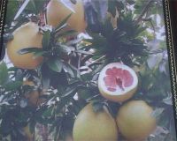 fruit honey pomelo