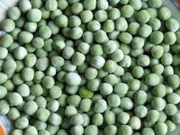 frozen green pea