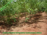 India Moringa Leaf Suppliers