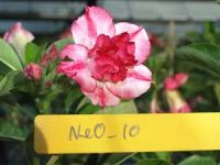 Exotic Adenium Double Flower # 010