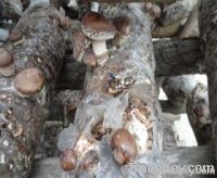 Fresh Mushroom Grow In Autumn