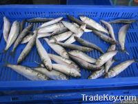 SARDINE W/R & HGT FOR CANNING, PET FOODS, TUNA BAIT