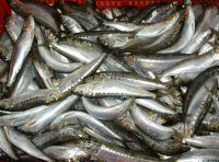 sardines