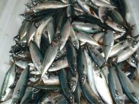 mackerel ( Scomber Japonicus)