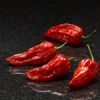 World's hottest chili pepper