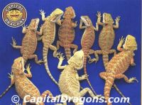 https://www.tradekey.com/product_view/Bearded-Dragons-669577.html