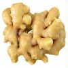 https://fr.tradekey.com/product_view/Big-Ginger-60347.html