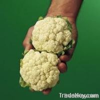 https://www.tradekey.com/product_view/Baby-Cauliflower-5462305.html