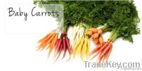https://www.tradekey.com/product_view/Baby-Carrots-5462313.html
