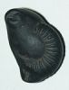 Shri Shaligram Shila