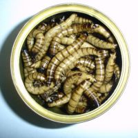 superworm, mealworm