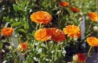 Calendula flowers