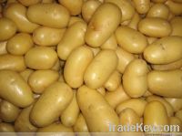 fresh  potato