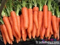 https://www.tradekey.com/product_view/Chinese-Fresh-Carrot-678397.html