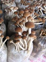 Yanagi mutsutake(Agrocybe cylindracea)