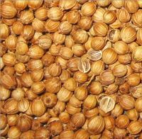 Coriander seeds