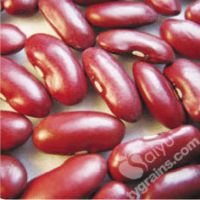 dark red kidney bean