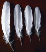https://ar.tradekey.com/product_view/Duck-goose-Feather-For-Badminton-Shuttlecock-885947.html