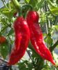 Bhut Jolokia