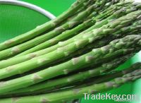 https://ar.tradekey.com/product_view/Asparagus-4188100.html