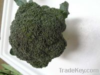 https://es.tradekey.com/product_view/Broccoli-4188156.html