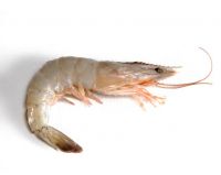 Shrimp "Penaeus Vannamei"