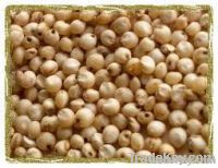 Sorghum