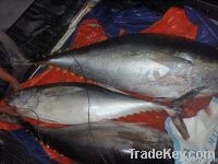 Chilled Fresh Yellowfin Tuna 35kg and Up