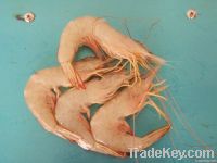 Fresh White Prawn (Paper Prawn)