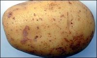 Potato