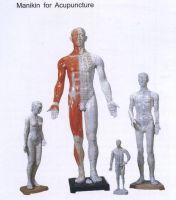 Medical Manikins