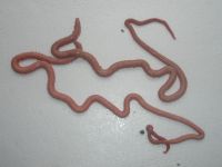 worm from Viet Nam