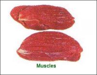 https://ar.tradekey.com/product_view/Boom-Buying-Fresh-And-Frozen-Meat-amp-poultry-Products-700835.html